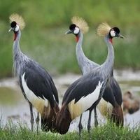 Ec3cc5ec5a86433db10268a641f7aa380cf00195