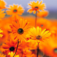 E15f23c212712d698ef78ae6f413c206a7c934cd