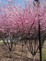 637be28b20c24f48b33a4e473832e3f45dc1f236