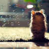 B0dccb39cd3e72f1240450a699c8d29fa2098436