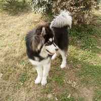 A1fe9655f2c1e1d3697c6e0ca0b39f8349d90fcc